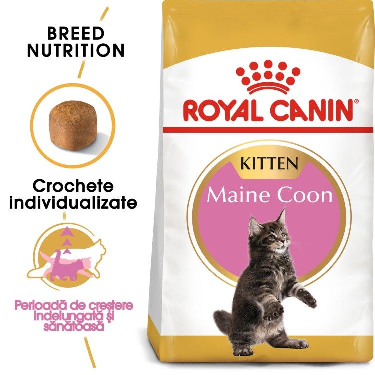 Royal Canin Maine Coon Kitten hrana uscata pisica junior, 2 kg 