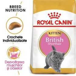 Royal Canin British Shorthair Kitten hrana uscata pisica junior