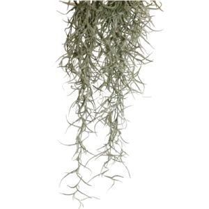 EXO TERRA PLANTA SPANISH MOSS MEDIUM 