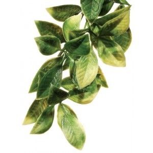 EXO TERRA PLANTA MANDARIN