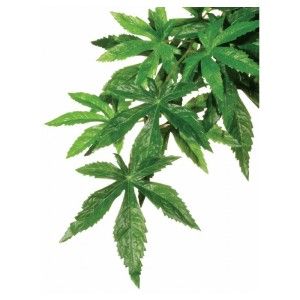 EXO TERRA PLANTA ABUTILON MEDIUM, 55 cm