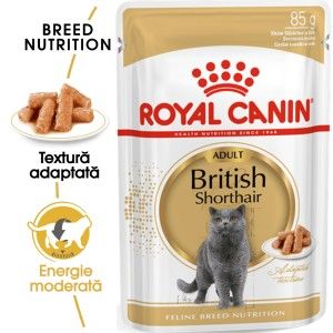 Royal Canin British Shorthair, 1 plic x 85 g - plic