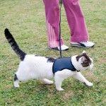 Ferplast Ham Jogging XL 2