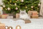 Trixie, carton de zgariat X-Mas, ondulat, Alb/ Auriu, 92017, 43.5x8x20 cm (Jucarii - Pisici)