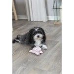 Trixie Jucarie Pentru Caini, Iepuras, Plus, Cu Sunet, 12 cm, 34743 (Jucarii - Caini)