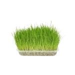 <p>Semințe de iarbă specială pentru pisici, care contribuie la reglarea tranzitului intestinal și la eliminarea ghemelor de păr, prevenind astfel un posibil blocaj intestinal. Aceasta ajută pisica să regurgiteze ghemurile de blană.</p>
