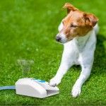 All For Paws, Fantana de Gradina pentru Caini
