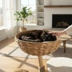 Ansamblu de joaca pisici, Meraki Home, Coconut Nest, 60 x 40 x 88 cm