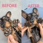 Balsam solid/ stick labute si nas Doctor Totolici, 30 ml (Igiena - Caini)