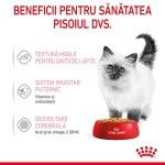 Royal Canin Kitten hrana umeda pisica (aspic), 12 x 85 g - beneficii