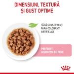 Royal Canin Kitten Sterilised hrana umeda pisica (in sos), 85 g - textura