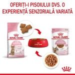 Royal Canin Kitten Sterilised hrana umeda pisica (in sos), 85 g - experienta