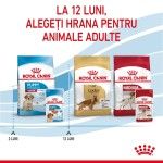 Royal Canin Medium Puppy hrana umeda caine junior (in sos), 10 x 140 g - gama