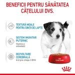 Royal Canin Mini Puppy hrana umeda caine junior (in sos), 12 x 85 g - beneficii