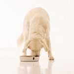 Bol hranire lenta pentru caini biocompozit Doctor Totolici, culoare Offwhite, 350 ml (Castroane)