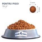 Hrana uscata premium pisici, Club 4 Paws Kitten, Pui, 14 kg (Hrana Uscata - Pisici)