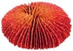 Decor Coral 4 buc/set 10-13 cm 8809