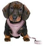 Ham + Lesa Junior Puppy Soft 26-34 cm/10 mm lila 15564