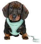 Ham + lesa Junior Puppy soft 26-34 cm/10 mm verde 15565