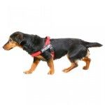 Ham Banda IDC, Marimea Mini (7-15 kg), rosu