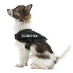 Ham K9 IDC Power, Marimea Baby 1, 0.8-3 kg, Negru