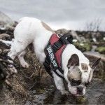 Ham K9 IDC Power, Marimea Mini, 7-15 kg, Rosu