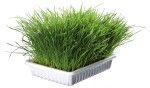 Iarba Bio 100 g Rezerva 4236