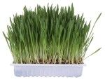 Iarba de Cereale 100 g Rezerva pentru 4235 4236