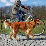 Lesa pentru Bicicleta si Jogging 1-2 m/25 mm Negru 1282 - detaliu