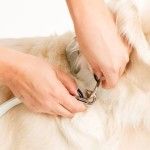 Lesa ultra-usoara din policoton Doctor Totolici, culoare Pastel Green (Lese)