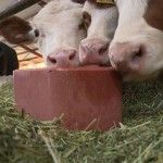 Bloc Mineral pentru Rumegatoare, Royal Ilac, 5 kg (Farmacie - Rumegatoare)