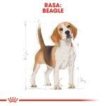 Royal Canin Beagle Adult, 3 kg - rasa
