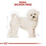 Royal Canin Bichon Frise Adult - rasa