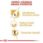 Royal Canin Bichon Frise Adult hrana uscata caine, 500 g 