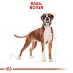 Royal Canin Boxer Adult - rasa