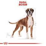 Royal Canin Boxer Adult hrana uscata caine, 12 kg