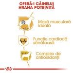 Royal Canin Boxer Adult hrana uscata caine, 12 kg