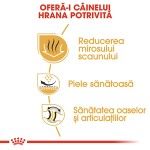 Royal Canin Bulldog Adult hrana uscata caine, 3 kg