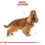 Royal Canin Cocker Adult, 3 kg - rasa