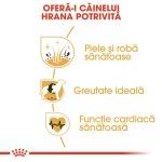 Royal Canin Cocker Adult, 3 kg - beneficii