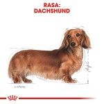 Royal Canin Dachshund Adult hrana uscata caine Teckel, 1.5 kg