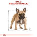 Royal Canin French Bulldog Adult - rasa
