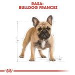Royal Canin French Bulldog Adult, 3 kg - rasa