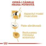 Royal Canin French Bulldog Adult, 3 kg - beneficii