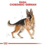 Royal Canin German Shepherd Adult - rasa