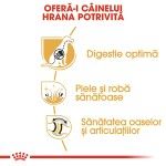 Royal Canin German Shepherd Adult hrana uscata caine Ciobanesc German, 11 kg