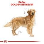 Royal Canin Golden Retriever Adult - rasa