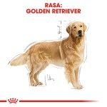 Royal Canin Golden Retriever Adult hrana uscata caine, 3 kg