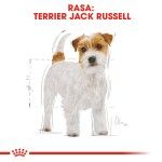 Royal Canin Jack Russell Adult, 1.5 kg - rasa