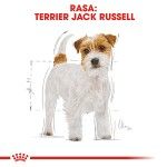 Royal Canin Jack Russell Terrier Adult, hrana uscata caini, 1.5 kg